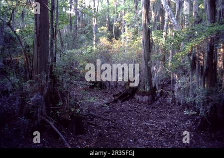 La Grande palude. North Carolina USA 9/2006. La Great Dismal Swamp è una grande palude nella Coastal Plain Region della Virginia sudorientale e del North Carolina nord-orientale, tra Norfolk, Virginia, ed Elizabeth City, North Carolina. Situato in parti della Virginia meridionale e nord Carolina contee di Gates, Pasquotank, e Camden. Alcune stime collocano la dimensione della palude originale a oltre un milione di acri (4.000 km2). La dimensione attuale della Grande palude Dismal è di circa 750 miglia quadrate (480.000 acri) (1.940 km quadrati). Foto Stock