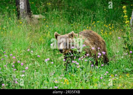 Oso pardo europeo (Ursus arctos arctos), Les Angles, pirineos catalanes, comarca de Capcir, Francia. Foto Stock