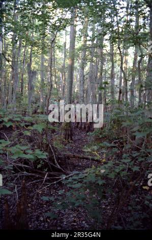 La Grande palude. North Carolina USA 9/2006. La Great Dismal Swamp è una grande palude nella Coastal Plain Region della Virginia sudorientale e del North Carolina nord-orientale, tra Norfolk, Virginia, ed Elizabeth City, North Carolina. Situato in parti della Virginia meridionale e nord Carolina contee di Gates, Pasquotank, e Camden. Alcune stime collocano la dimensione della palude originale a oltre un milione di acri (4.000 km2). La dimensione attuale della Grande palude Dismal è di circa 750 miglia quadrate (480.000 acri) (1.940 km quadrati). Foto Stock