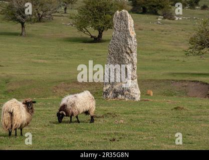 Ovejas pastando en las campas frente al menhir de Akarte, Megalítico Parque de Legaire, Campas de Legaire , la provincia di Álava, Pais Vasco, Spagna. Foto Stock