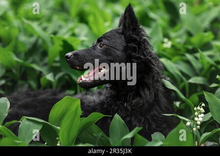 Felice cane mudi nero in natura in erba verde Foto Stock