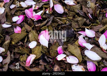 Fallen Magnolia Leaves | Desktop | immagine di sfondo Foto Stock