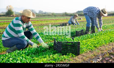 Coltivatore ispanico che raccoglie foglie verdi di insalata campo Foto Stock