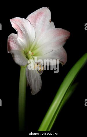 Belladonnalilien bianco Foto Stock