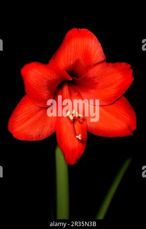 Belladonnalilien rosso Foto Stock