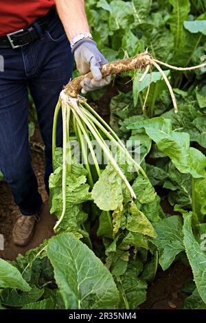 Un framer che raccoglie rafano Foto Stock