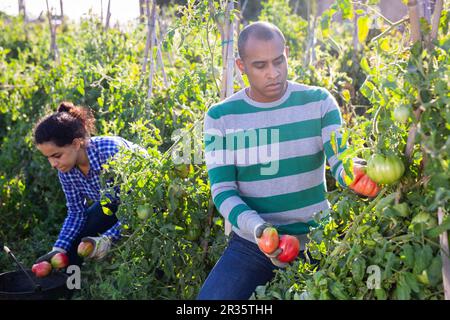 Agricoltore ispanico che raccoglie pomodori maturi in campo agricolo Foto Stock