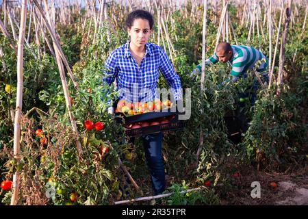 Latina raccogliendo pomodori in campo agricolo in autunno Foto Stock