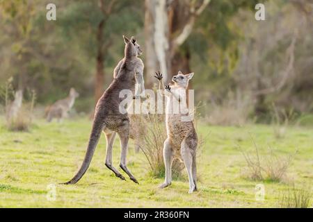 Due canguri grigi orientali maschili (Macropus giganteus) che combattono in una terra a cespuglio aperto nella Yarra Valley, Victoria, Australia Foto Stock
