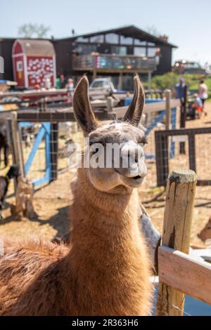 Primo piano di un lama marrone con grandi occhi neri profondi su una fattoria Foto Stock