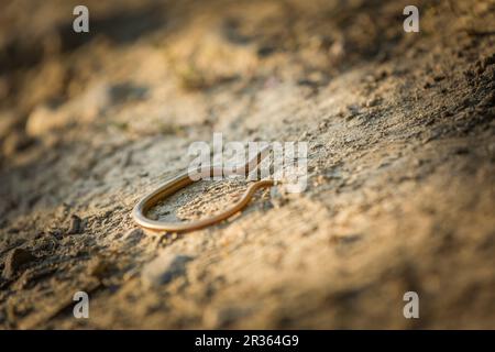 Verme lento (Anguis fragilis) che si crogiolano al sole su una strada sabbiosa. Foto Stock