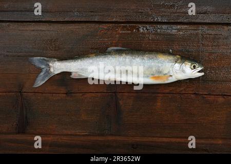 Un char appena pescato su un asse di legno Foto Stock