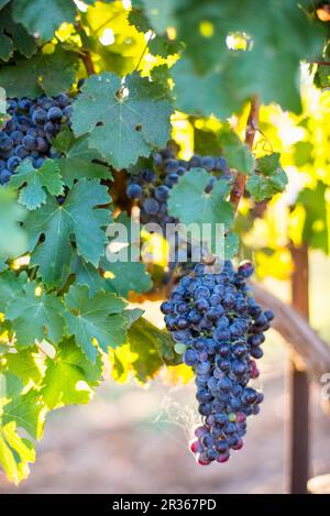 Uva nera sulla vite Foto Stock