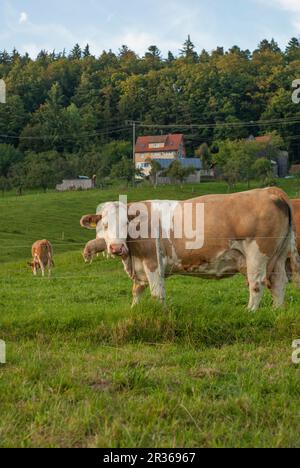 Bestiame da pascolo, Wielandsweiler, Rot Valley, Baden-Wuerttemberg, Germania Foto Stock