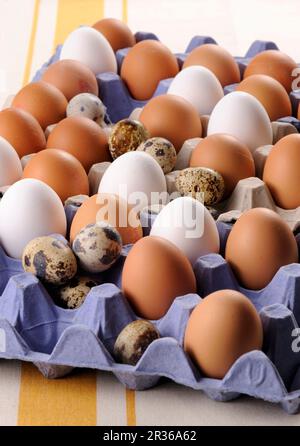 Uova marroni e bianche e uova di quaglia Foto Stock