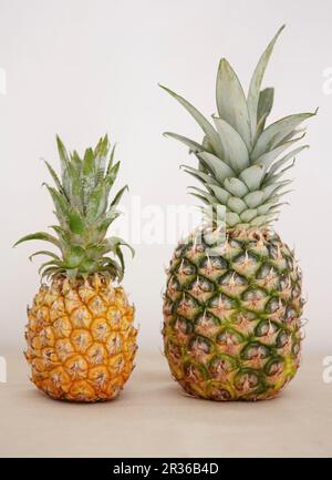 Un ananas grande e un ananas bambino accanto all'altro Foto Stock