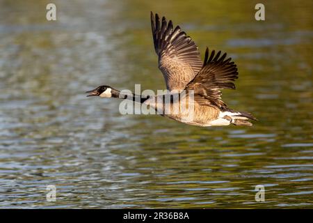 Ottawa, Canada. 22 maggio 2023. Canada Goose decollo dal fiume Rideau. Copyright 2023 Sean Burges / Mundo Sport immagini Foto Stock