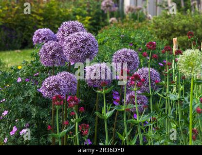 I fiori viola dell'allio crescono alti e fioriscono in un ambiente misto del giardino. Foto Stock