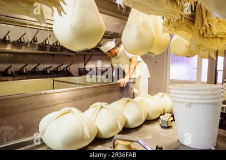 Fatto tutto artigianelmente fabricacion de queso Binigarba - denominacion de origen Mahon artesano- finca Binigarba, Ciutadella, Menorca, Islas Baleares, España, Europa. Foto Stock