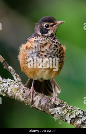 Un robin americano immaturo arroccato su un ramo. Foto Stock