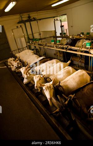 Granja de cabras y ovejas può Caus .Santa Gertrudis de Fruitera.ibiza.Baleari.Spagna. Foto Stock