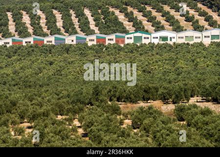 Olivares de la loma de Ubeda, Jaen, Andalusia, Spagna, Europa. Foto Stock