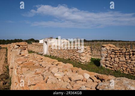 Vigneti della cantina Terramoll, la Mola, Formentera, Isole Pitiusas, Comunità Baleari, Spagna. Foto Stock