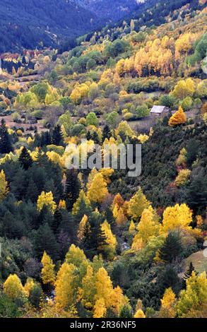 Borda en el bosque, valle del rio de Sant Nicolau (Parque nacional dAigüestortes i de Sant Maurici).Valle de Boi.Cordillera Pirenaica. Lleida.Cataluña. España. Foto Stock