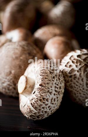 Ancora in vita: Funghi assortiti Foto Stock