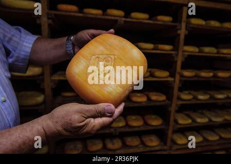 Fatto tutto artigianelmente fabricacion de queso Binigarba - denominacion de origen Mahon artesano- finca Binigarba, Ciutadella, Menorca, Islas Baleares, España, Europa. Foto Stock