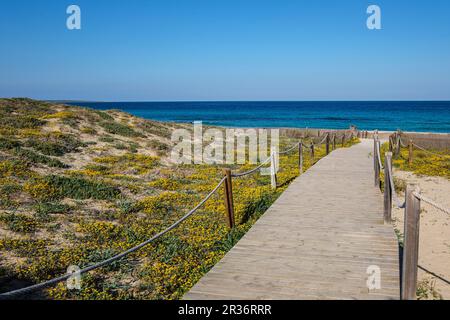 Passeggiata sulla spiaggia di Llevant, Parco Naturale di Ses Salines dEivissa i Formentera, Formentera, Isole Pitiusas, Comunità Baleari, Spagna. Foto Stock