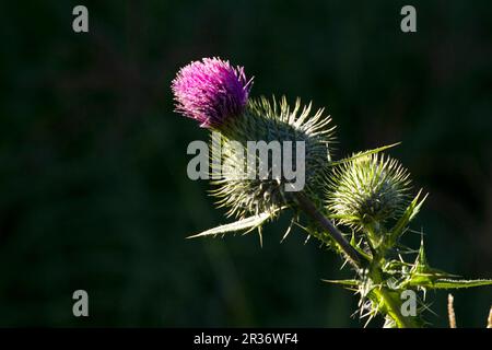 Sydney, nuovo Galles del Sud, Australia. 22nd maggio, 2023. Primo piano del fiore del toro (Cirsium vulgare) a Sydney, nuovo Galles del Sud, Australia. Bird Thistle, noto anche come Button Thistle, Green Thistle, Roadside Thistle, Spear Thistle, Fuller's Thistle, La palude Thistle, è una specie del genere Asteraceae Cirsium. Il cardo di toro è una pianta che è legata alla famiglia di girasole ma non ha nulla del fascino e della bellezza di quelle teste di fiori soleggiato-annuente. (Credit Image: © Tara Malhotra/ZUMA Press Wire) SOLO PER USO EDITORIALE! Non per USO commerciale! Foto Stock