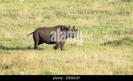 Rinoceronte nero (Diceros bicornis) nella Ngorongoro Conservation area, Tanzania, Africa Foto Stock