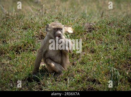 Babbuino d'oliva (Papio Anubis) nella zona di conservazione di Ngorongoro, Tanzania, Africa Foto Stock