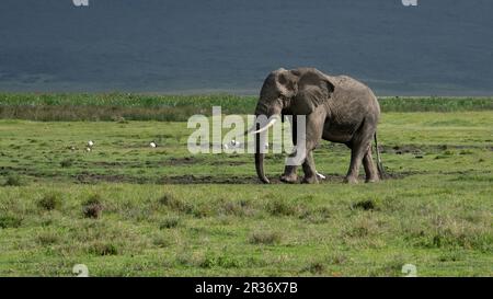 Elefante di toro (Loxodonta africana) a piedi di fronte alla marcia nella Ngorongoro Conservation area, Tanzania, Africa Foto Stock