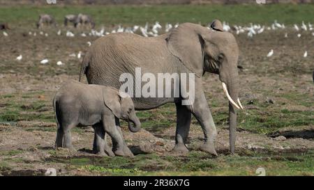 L elefante africano Loxodonta africana) mamma e bambino nelle praterie aride, Parco Nazionale di Amboseli, Kenya, Africa Orientale Foto Stock