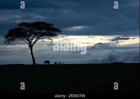 Scena tranquilla di un elefante africano (Loxodonta africana) madre e vitello silhouette contro l'ultima luce della sera. North Mara Conservancy, Kenya Foto Stock