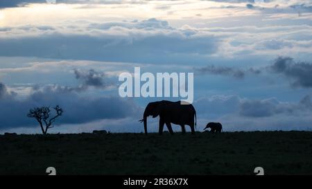 Scena tranquilla di un elefante africano (Loxodonta africana) madre e vitello silhouette contro l'ultima luce della sera. North Mara Conservancy, Kenya Foto Stock