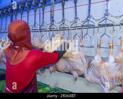 Il lavoratore appende l'uccello vivo sul trasportatore a catena per tagliare le parti di pollo nella fabbrica di pollame. Foto Stock