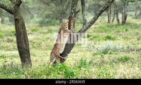 Cheetah che si estende contro un albero nella regione di Ndudu del Parco Nazionale del Serengeti, Tanzania, Africa Foto Stock