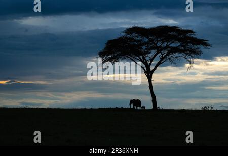 Scena tranquilla di un elefante africano (Loxodonta africana) madre e vitello silhouette contro l'ultima luce della sera. North Mara Conservancy, Kenya Foto Stock