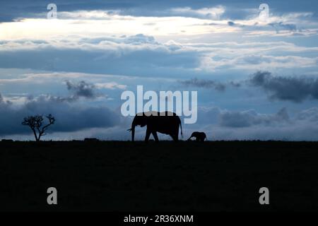 Scena tranquilla di un elefante africano (Loxodonta africana) madre e vitello silhouette contro l'ultima luce della sera. North Mara Conservancy, Kenya Foto Stock