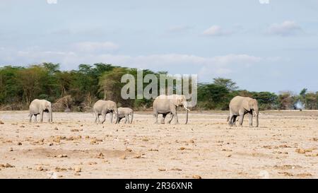 Elefante africano (Loxodonta africana) famiglia a piedi attraverso il deserto del Parco Nazionale Amboseli, Kenya, Africa orientale Foto Stock