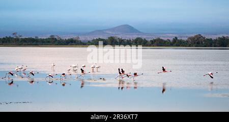 Flamingos maggiori (rose fenicotteri) al decollo nel Parco Nazionale di Amboseli, Kenya, Africa Orientale Foto Stock