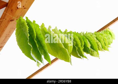 Foglie di tabacco che asciugano su una linea Foto Stock
