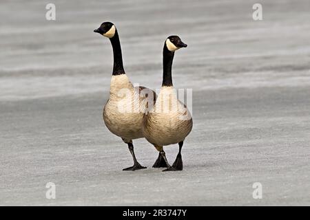 Un paio di oche canadesi selvatiche 'Branta canadensis', camminando sulla superficie ghiacciata del lago nella zona rurale Alberta Canada Foto Stock