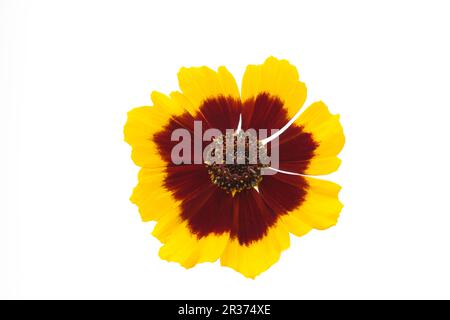 Occhio di bambina (Coreopsis lanceolata), freisteller Foto Stock