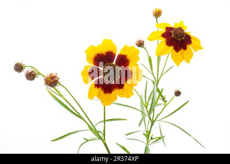 Occhio di bambina (Coreopsis lanceolata), freisteller Foto Stock