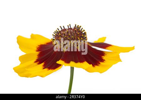 Occhio di bambina (Coreopsis lanceolata), freisteller Foto Stock