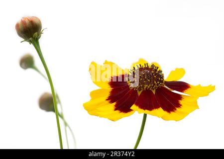 Occhio di bambina (Coreopsis lanceolata), freisteller Foto Stock